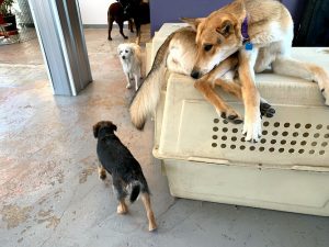 Top Dog Daycare & Spa