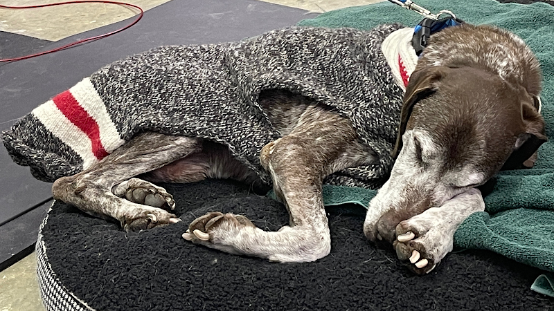 Kiss My Mutt Grooming and Doggy Daycare