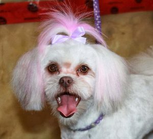 Paws-itive K9 Academy