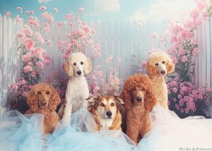 Pet Spa & Portraits