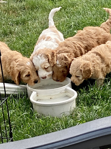 Shuswap Labradoodles