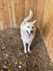 Bed & Biscuit Pet Resort