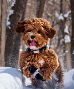 Sun Valley Labradoodles
