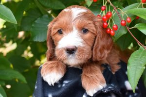 Notch Hill Labradoodles