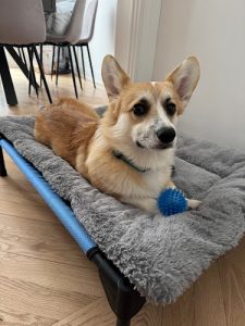 Hotel et garderie Aristopattes