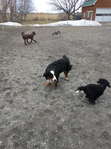 Center Canin Du Suroît