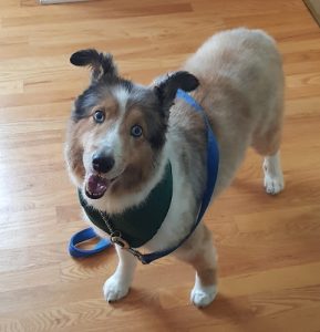 Wizard of Paws Wellness Center