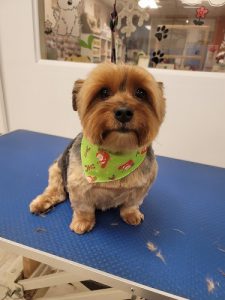 Le PET TOWN