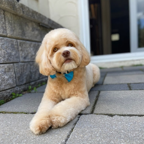 VIP pets Toilettage Pet Grooming