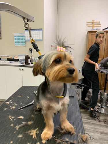 Spawsys Dog Grooming