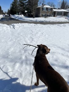 Nainai’s Doggy Stays