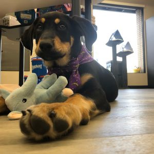 Global Pet Foods Whyte Ave