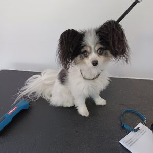 Pot O’ Gold Pet Grooming