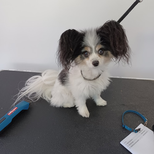 Pot O’ Gold Pet Grooming