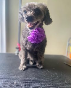 Bella’s Beauty Spaw