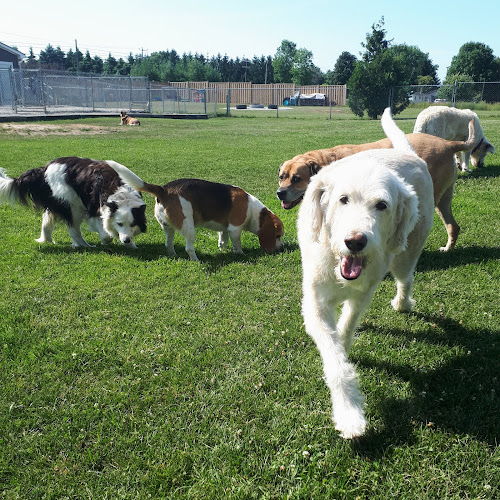 Springwater Pet Resort