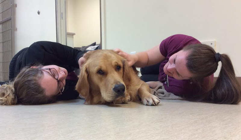 Downtown Animal Hospital