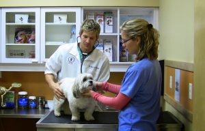 Limestone City Animal Hospital