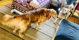 Arumee dog boarding