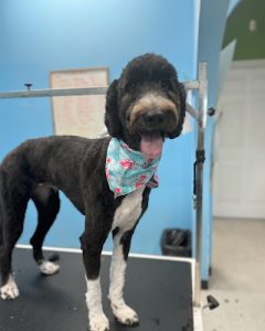 Bark Avenue Pet Spa