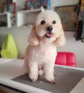 The best dog grooming