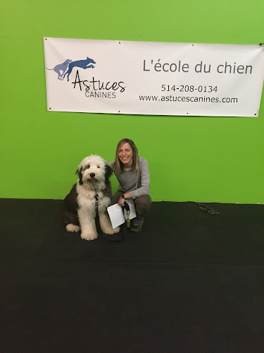 Le Centre Canin Astuces Canines