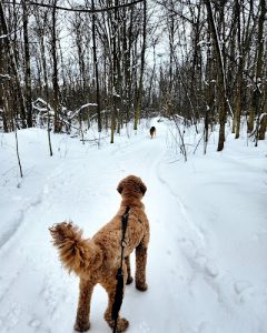 IDI Entrainement canin – Laval –