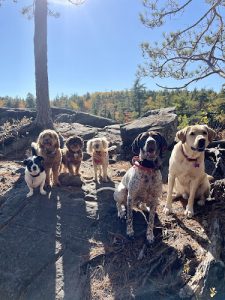 Furfilled Pet Services