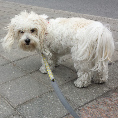 Pug Boat Pet Care Services