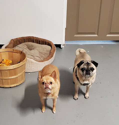 Critter Comfort Kennel