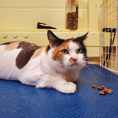 FurBabies Cat Grooming