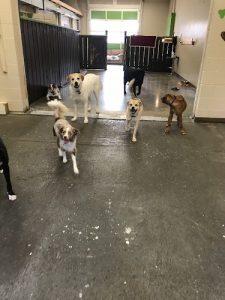 Daisy’s Doggy Daycare