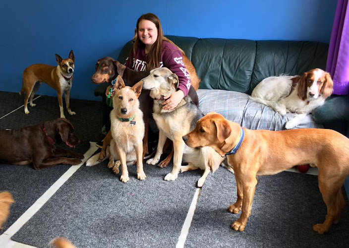 Dogstar Doggie Playcare