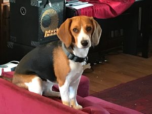 Tom and Lucy’s Doggy Vacation