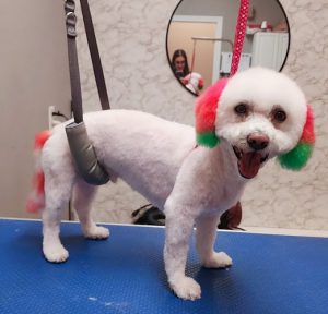 Dogdays Daycare Inc.