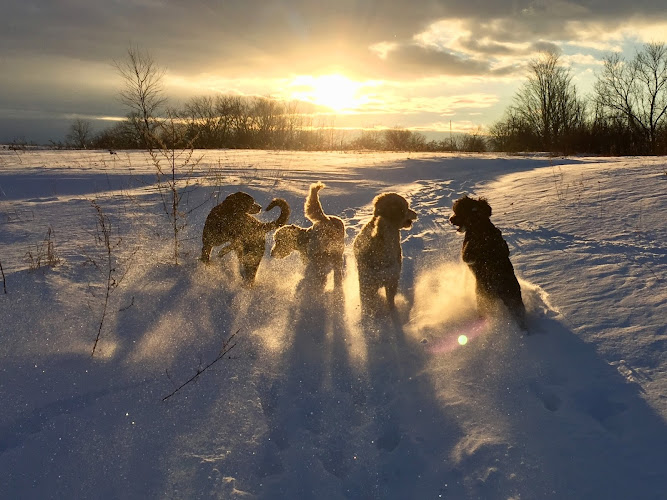 Happy Doggie Dog Walking