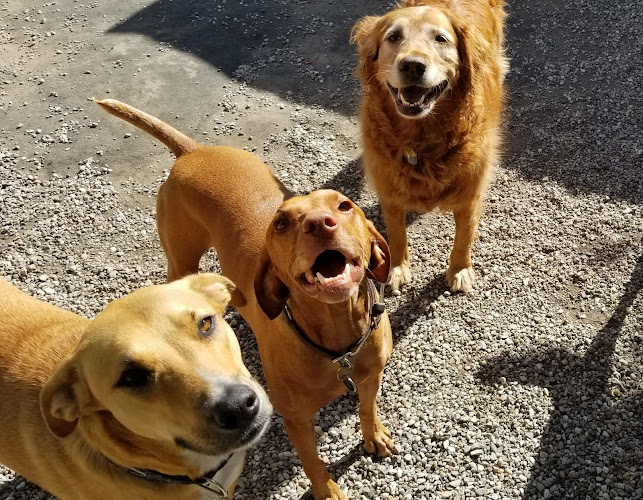 Wizard of Paws Dog Care