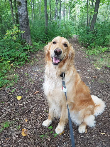 The paw walker