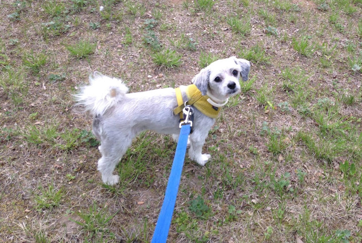 Petawawa Pet Grooming