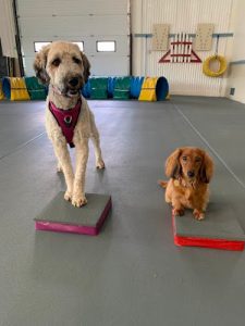 Nova Dogsport