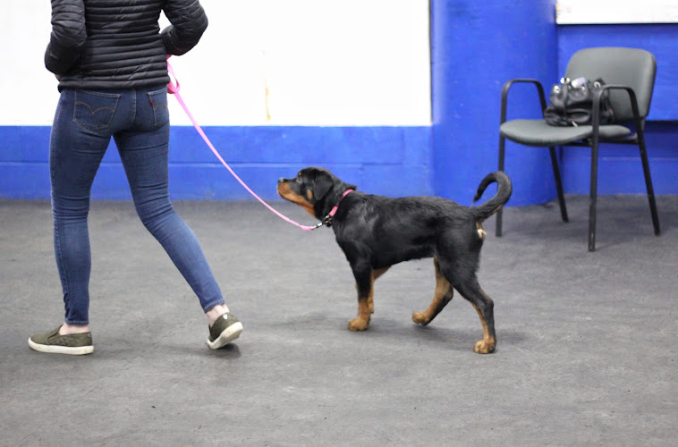 Sublime Canine Services