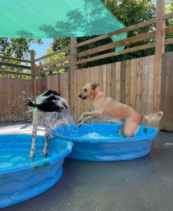 Mutty Paws Daycare & Grooming