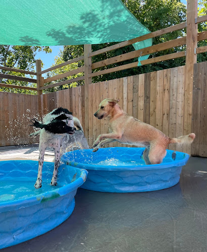 Mutty Paws Daycare & Grooming