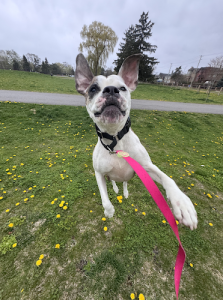 Happy Go Lucky Pet Club