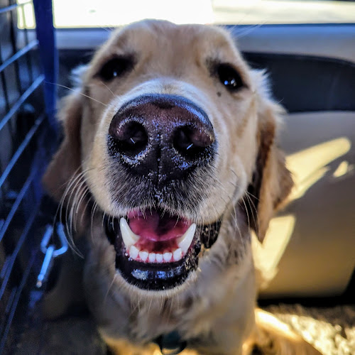 Tails & Trails Dog Co.