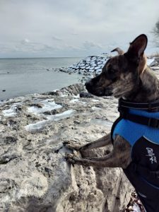 Humber Bay Dog Walking