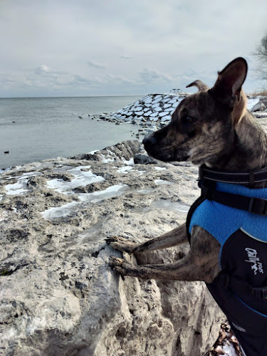 Humber Bay Dog Walking