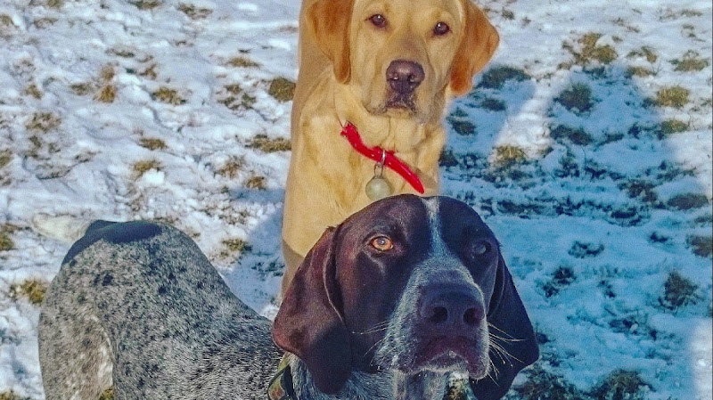 Axl N Buster Dog Walking