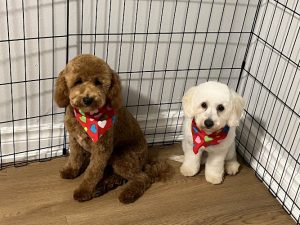 Patito y Tokio Pet Grooming Salon