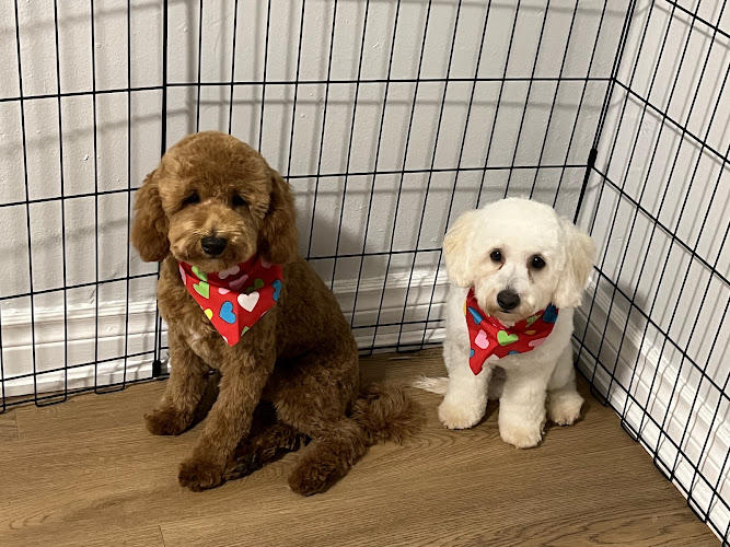 Patito y Tokio Pet Grooming Salon